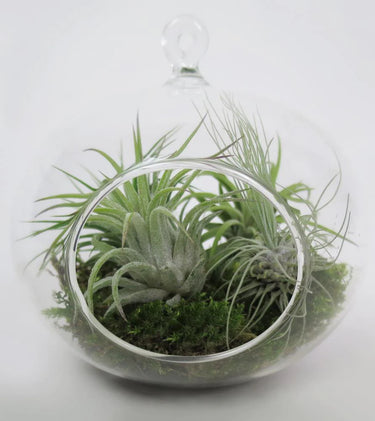 Hanging Air Planter™ Tillandsia